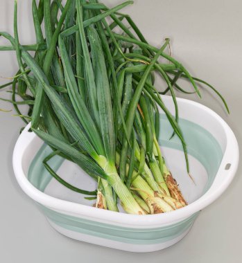 Yıkanmamış büyük demet taze toplanmış yeşil soğan kökleri gri arka plandaki bir kabın içinde.