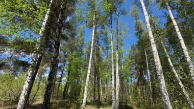 Güneşli bir günde bahar ormanında yüksek huş ağaçları ve çamlar