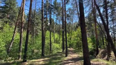 Güneşli bir günde ormanın tepesinde yüksek çamlar