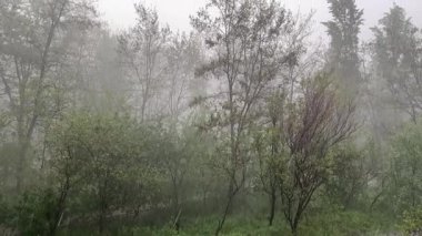 Şiddetli yağmurda yaprak döken ağaçlarla parkın bir parçası