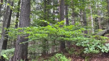 İlkbaharda dağlık yamaçlarda ağaçların gövdeleri büyür.