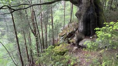 Dağın yamacında yetişen ağaçlar ve ön planda eski kayın ağaçları