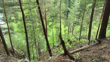 İlkbahar bulutlu bir günde dik dağ yamacında büyüyen ağaçlar.