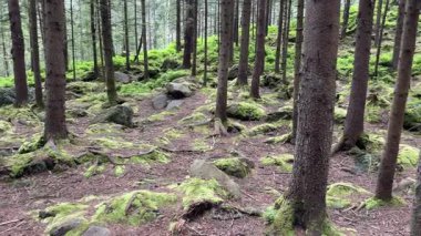 Yüksek köknar ve yosunlarla kaplı taşlarla kaplı dağ ormanı.
