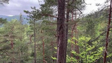 Ağaçların tepesinde çam ağaçları büyür, uzak diyarlara karşı.