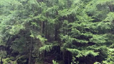 Şiddetli bir yağmur sırasında köknar dağ ormanının bir bölümü