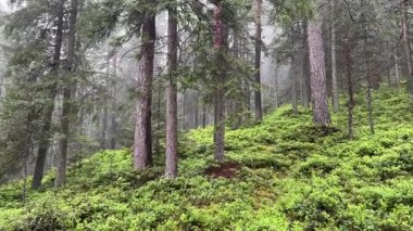 Yokuş yaban mersiniyle kaplı sisli dağ ormanları
