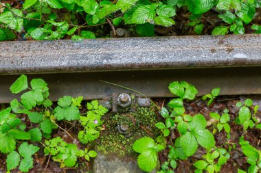Yağmur sırasında su damlalarıyla kaplı demiryolunun bir kısmı ve onun vidaları ormandaki endüstriyel demiryoluna bağlanıyor.