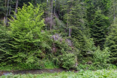 Ateş ormanlarının bir kısmı bulutlu bir günde dik bir dağ yamacında bir dere kıyısında.