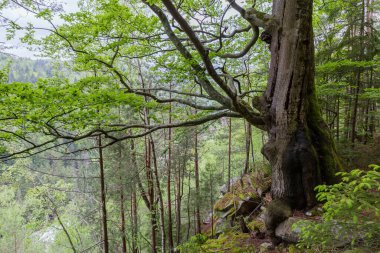 Ormanda büyüyen kayın, dik dağ yamacının kıyısında, baharın bulutlu gününde manzarası.