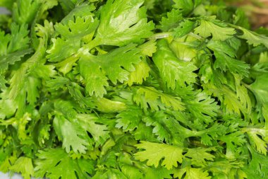 Genç kişniş yaprakları toplanmış, seçici odak noktasında yakından görülüyor.