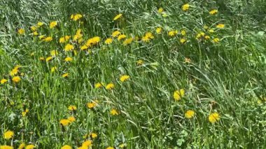 Güneşli bir günde çayırdaki yüksek otların arasında çiçek açan karahindibalar.
