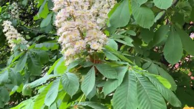 Bulutlu rüzgarda at kestanesi ağacının enfloresanları