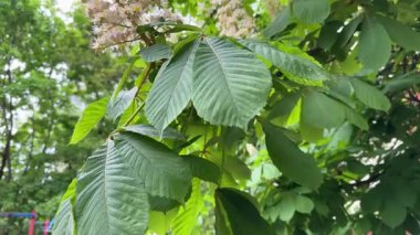 Rüzgarlı havalarda açmakta olan at kestanesi dalları