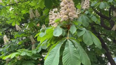 Rüzgarlı havalarda açan at kestanesinin dalları