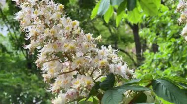 Bulutlu ve rüzgarlı havada at kestanesinin enfeksiyonu.
