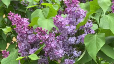 Bulutlu bir günde mor leylak enfeksiyonları.