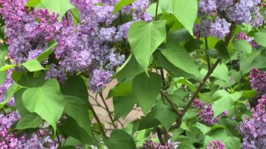 Bulutlu bir günde açan mor leylak dalları