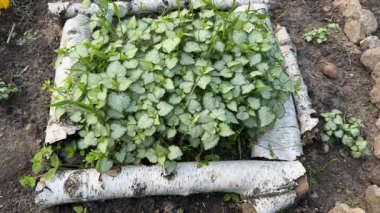 Süslü benekli ölü ısırgan otları ve taze yapraklar ekiyorum.