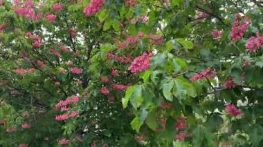 Rüzgarlı havalarda açan kırmızı at kestanesi ağaçları