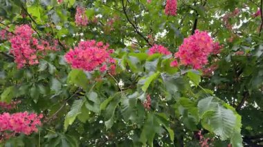 Bulutlu rüzgarda kırmızı at kestanesi ağaçlarının enfloresanları