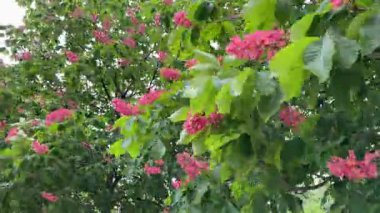 Rüzgarlı havalarda açan kırmızı at kestanesi ağaçları