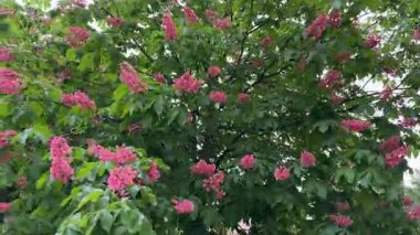 Rüzgarlı havalarda açan kırmızı at kestanesi ağaçları