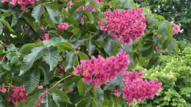 Rüzgarda sallanan dalların üzerindeki kırmızı at kestanesi.