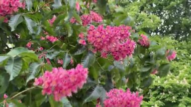 Rüzgarda sallanan dalların üzerindeki kırmızı at kestanesi.