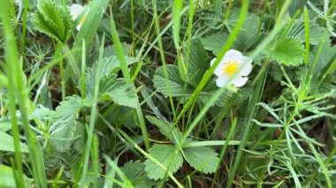 Çimlerin arasında yağmur yağarken yabani çilekler açıyor.