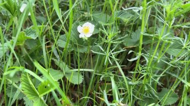 Çimlerin arasında yağmur yağarken yabani çilekler açıyor.