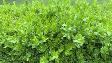 Bahar parkında yağmur sırasında ağaçların dalları.