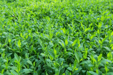 Bahar sabahında taze yeşil yaprakları olan genç düğüm otlarının kökleri bir çayır üzerinde, seçici odak noktasında daha düşük bir çekim noktasından yakın çekim