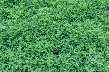 Çayırın bir kısmı yoğun bir şekilde çimenlerle kaplanmış ve yaz sabahı taze yeşil yapraklarla kaplanmış. Üst taraf yakın plan.