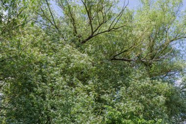 Yaşlı söğütlerin dalları ve genç yapraklar güneşli bir günde gökyüzüne karşı.