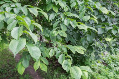 Genç filizleri ve taze yaprakları olan karaağaç dalları bahar sabahında bulanık bir arkaplanda sallanıyor.