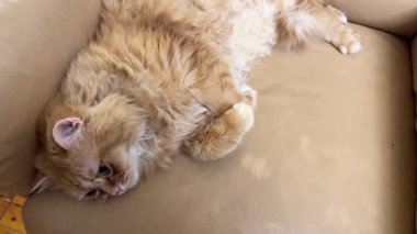 Tousled Ginger Cat sarı deri sandalyede yatıyor.