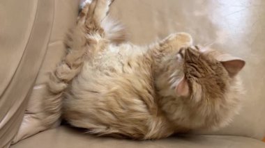 Tousled Ginger Cat sarı deri sandalyede yatıyor.