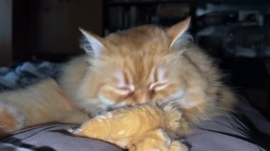 Pençelerini yalayan kızıl kedinin başı