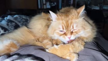 Pençelerini yalayan kızıl kedinin başı