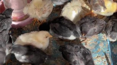 Karton kutuda yumurtadan yeni çıkmış yerli civcivler.