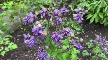 Bulutlu havada Aquilegia 'nın mor çiçekleri