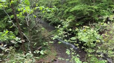 Ormanda küçük şelaleleri ve dik kıyıları olan dağ deresi