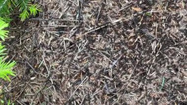 Ormandaki yuvadaki siyah karıncaların manzarası