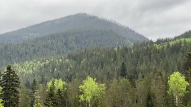 Yağmurlu bir sabahta bulutlu gökyüzüne karşı ormanla kaplı bir dağ.