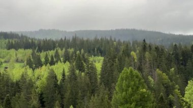 İlkbahar yağmurlu sabahında bulutlu gökyüzüne karşı orman ormanı.