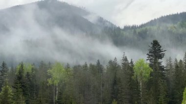 Yağmurlu bir sabahta bulutlu gökyüzüne karşı ormanla kaplı bir dağ.