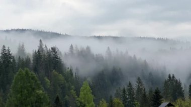 Dağlar, yağmurlu bir sabahta bulutlarla kaplanmış ormanlarla kaplı.