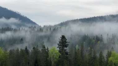 İlkbahar yağmurlu sabahında bulutlu gökyüzüne karşı orman ormanı.