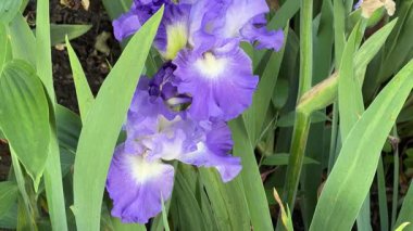 Bulutlu bir günde, iris çalılarının yapraklarına uzanan açık mor çiçekler.